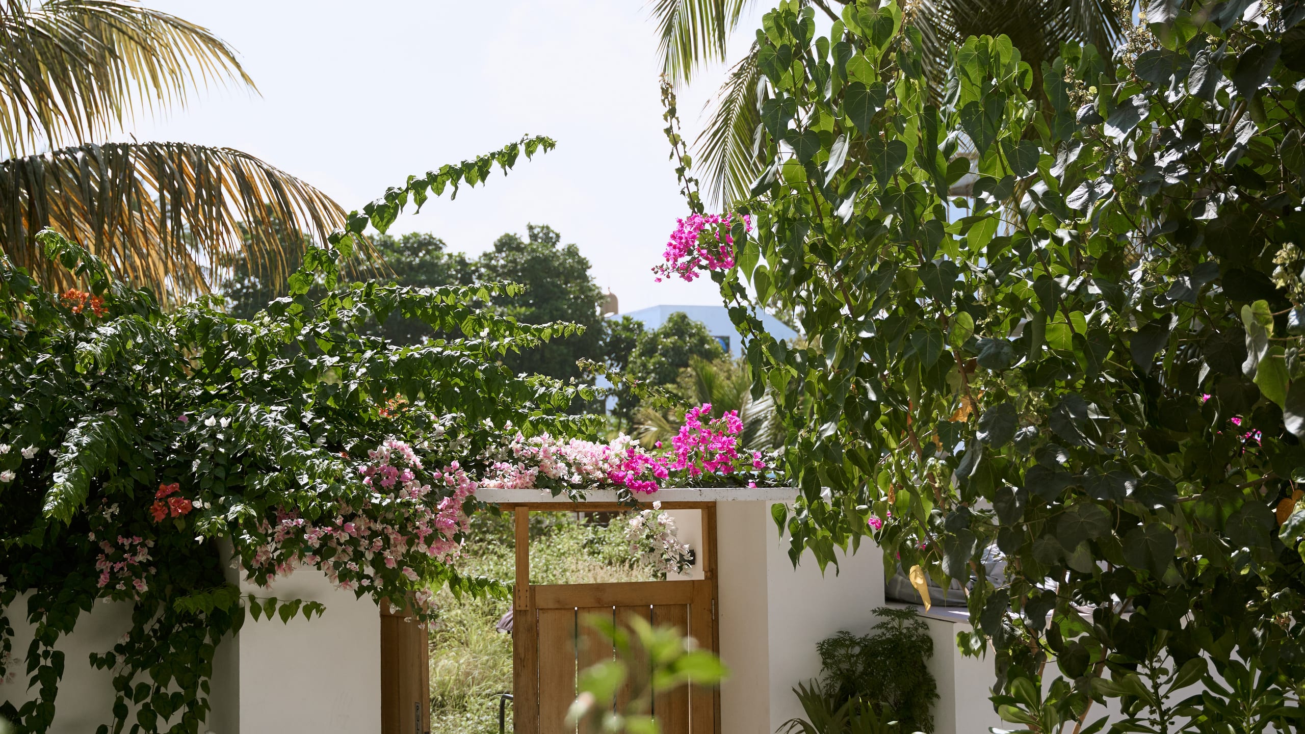 La puerta del jardín bajo la buganvilla